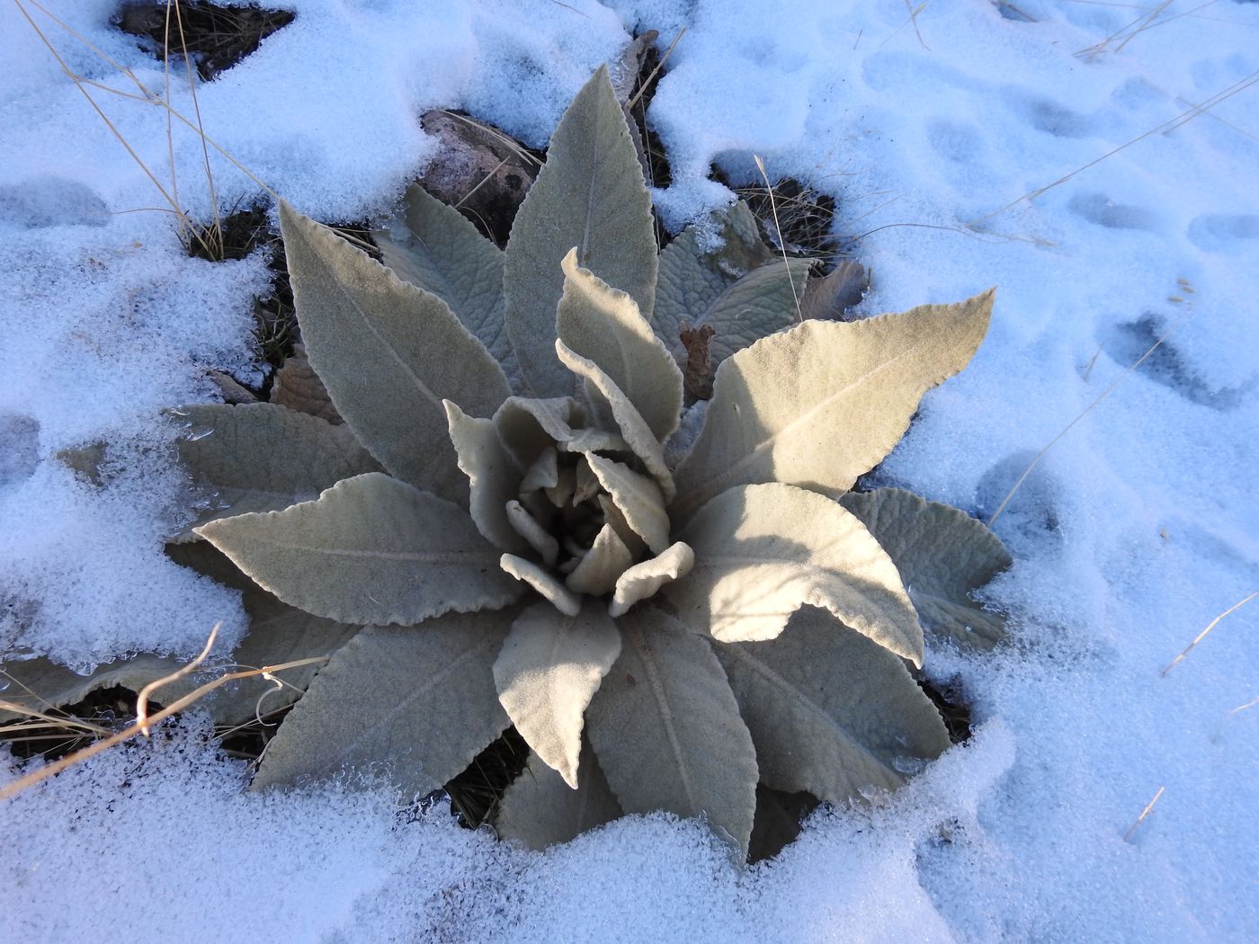 Image of Verbascum songaricum specimen.