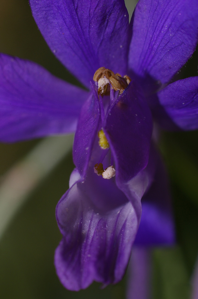 Image of Delphinium consolida specimen.