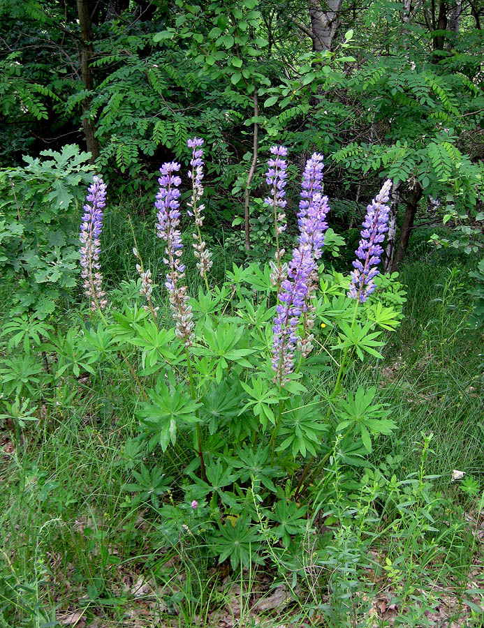 Изображение особи Lupinus polyphyllus.