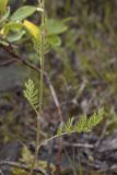 Artemisia phaeolepis