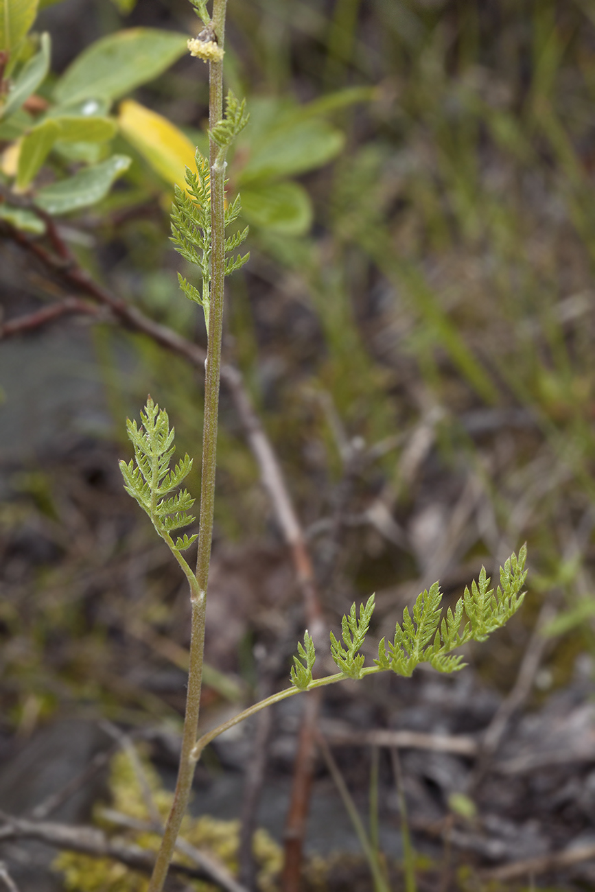 Изображение особи Artemisia phaeolepis.