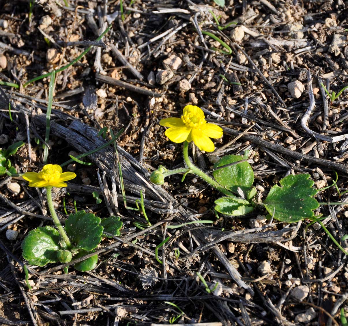 Изображение особи Ranunculus bullatus ssp. cytheraeus.