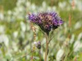 Saussurea alpina. Верхушка цветущего растения. Мурманская обл., окр. пос. Дальние Зеленцы, олуговелая приморская тундра. 28.07.2018.