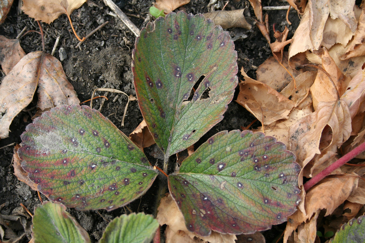 Image of Fragaria × ananassa specimen.