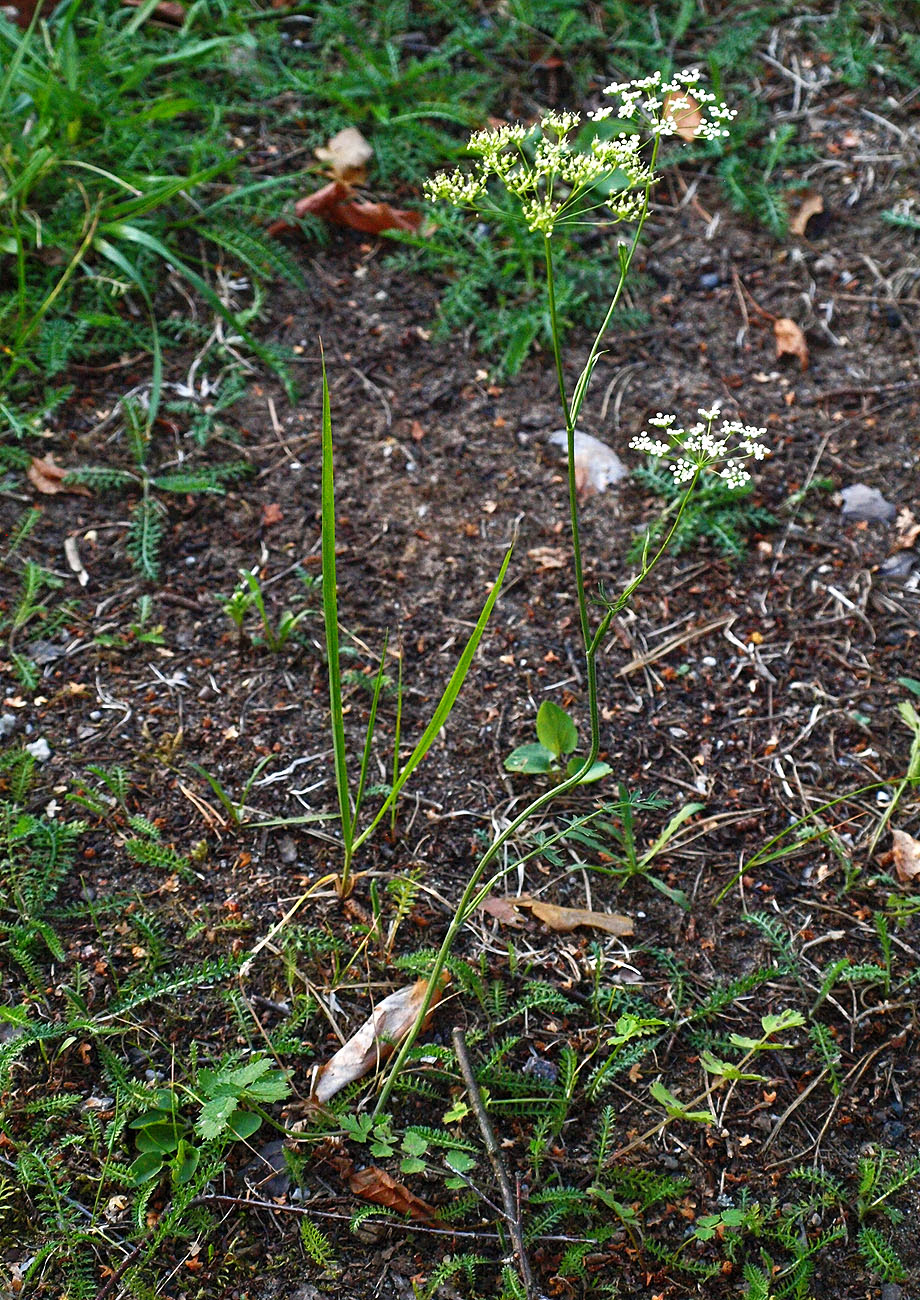 Image of Pimpinella saxifraga specimen.