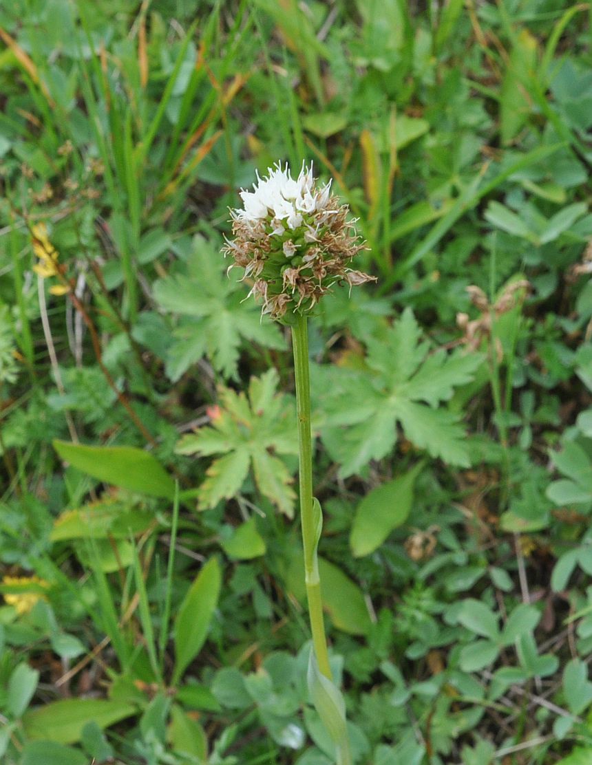 Image of Traunsteinera sphaerica specimen.