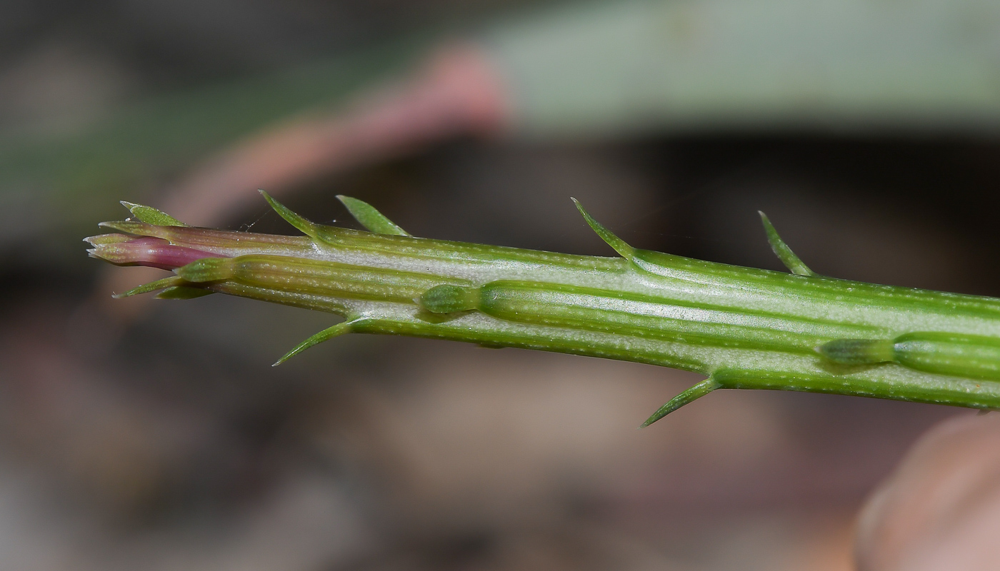 Image of Kleinia stapeliiformis specimen.