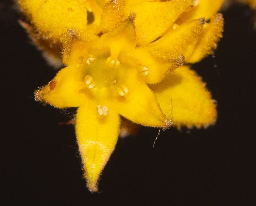 Image of Conostylis candicans specimen.