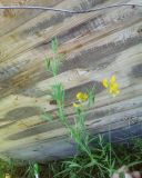 Lathyrus pratensis
