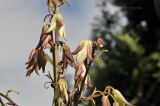 Yucca gloriosa