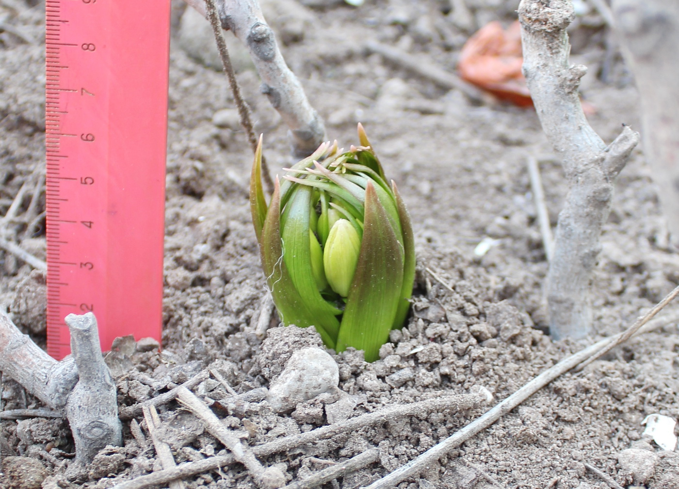 Image of Fritillaria raddeana specimen.