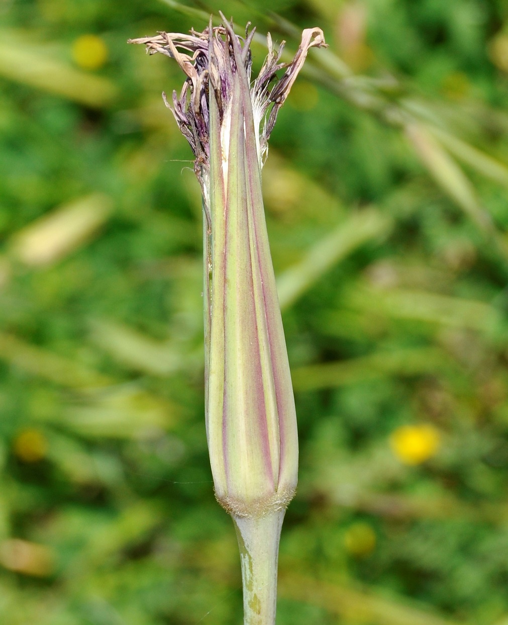 Image of Tragopogon porrifolius ssp. longirostris specimen.
