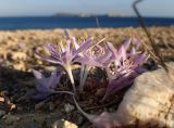 род Colchicum