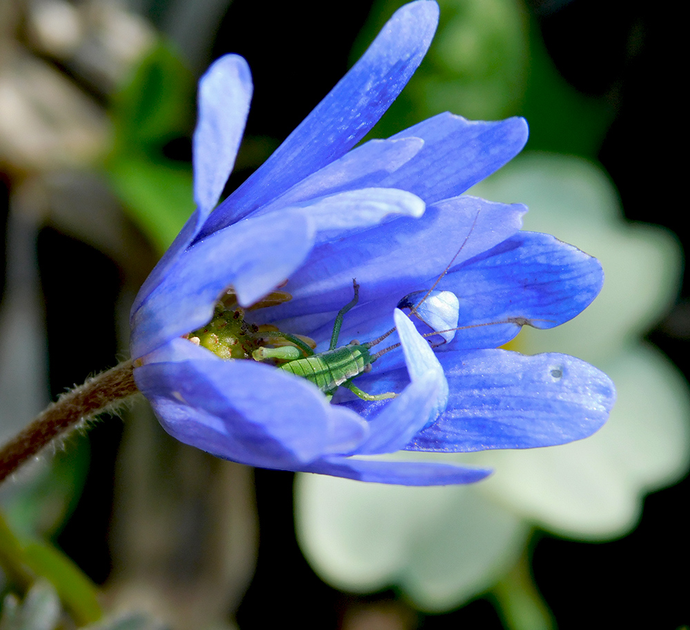 Изображение особи Anemone banketovii.