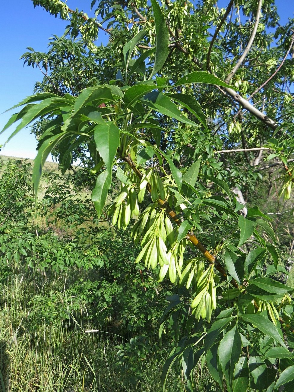 Изображение особи Fraxinus sogdiana.