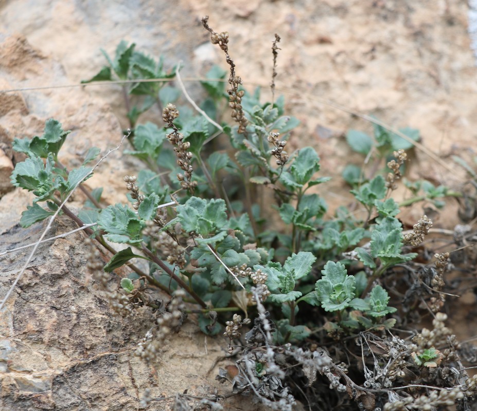 Image of Veronica microcarpa specimen.