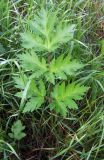 genus Heracleum. Прикорневой лист. Кольский п-ов, пгт. Росляково, придорожный газон. 06.07.2010.