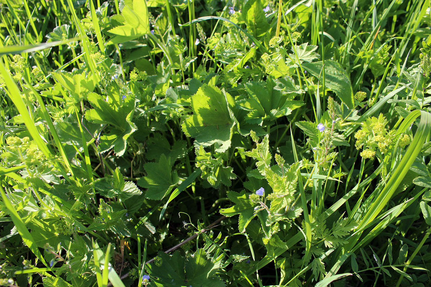 Image of Alchemilla monticola specimen.