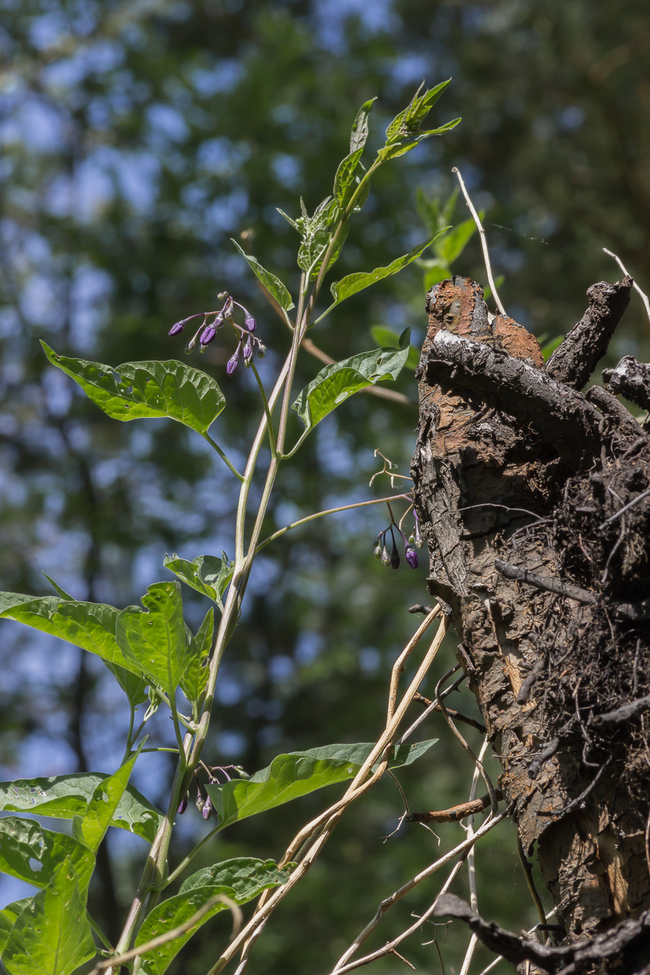 Изображение особи Solanum kitagawae.