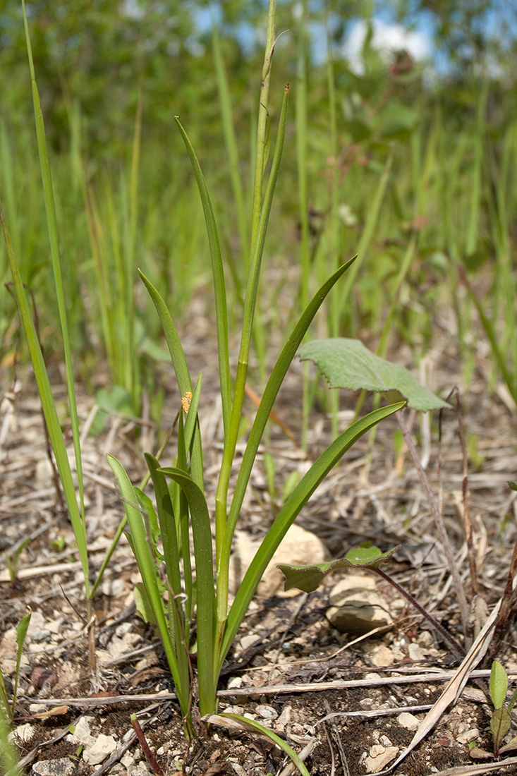 Image of Gymnadenia conopsea specimen.