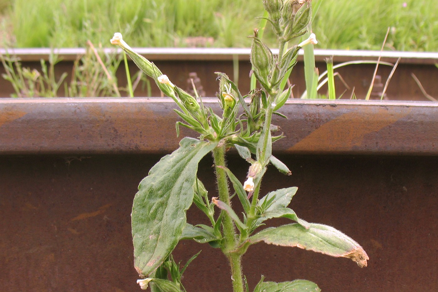 Image of Silene noctiflora specimen.