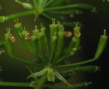 Chaerophyllum bulbosum. Соплодие. Окраина г. Донецка, дно степной балки около ручья. 05.07.2016.