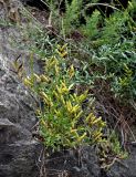 genus Genista