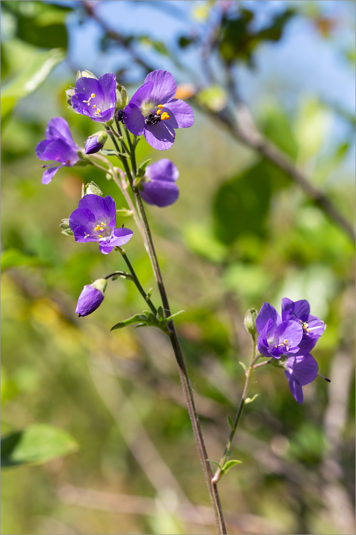 Изображение особи Polemonium caeruleum.