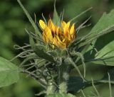 Helianthus annuus. Раскрывающееся соцветие (сорт 'Бронзовый король'). Московская обл., Раменский р-н, окр. дер. Хрипань, садовый участок. 25.08.2019.