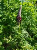 Pedicularis atropurpurea