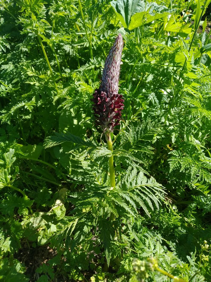 Image of Pedicularis atropurpurea specimen.