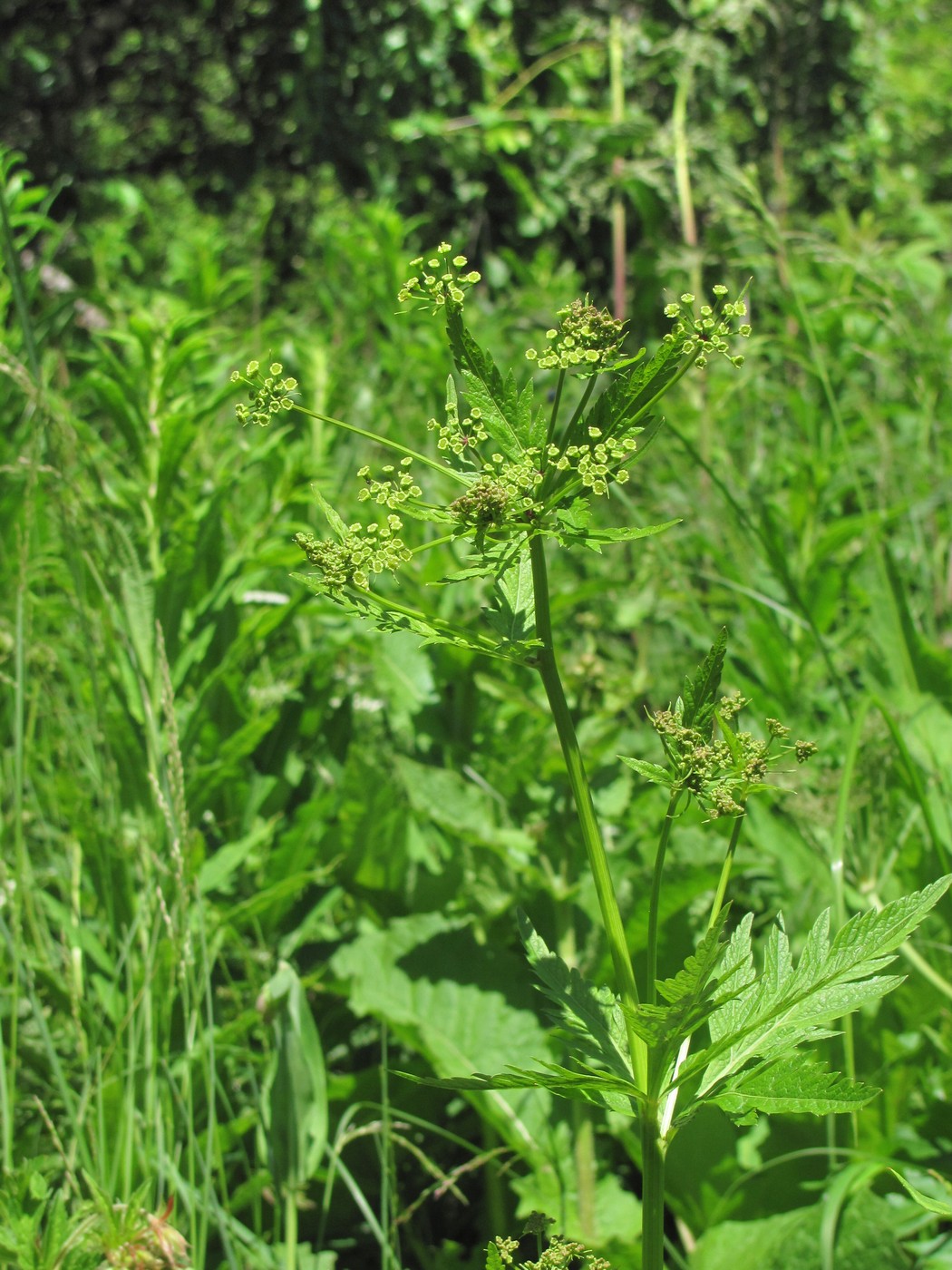 Изображение особи Eleutherospermum cicutarium.