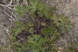 Pulsatilla tatewakii