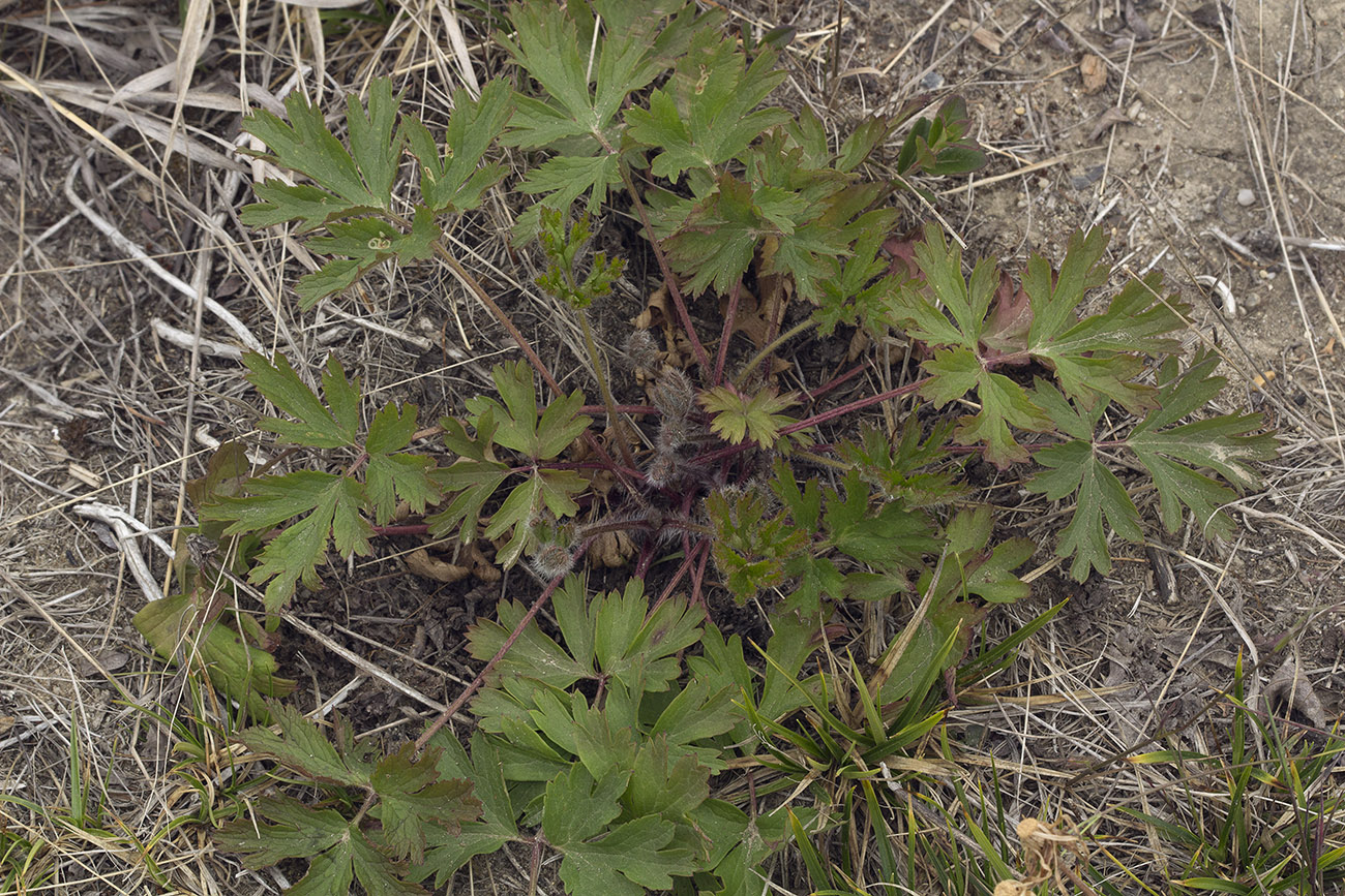 Image of Pulsatilla tatewakii specimen.