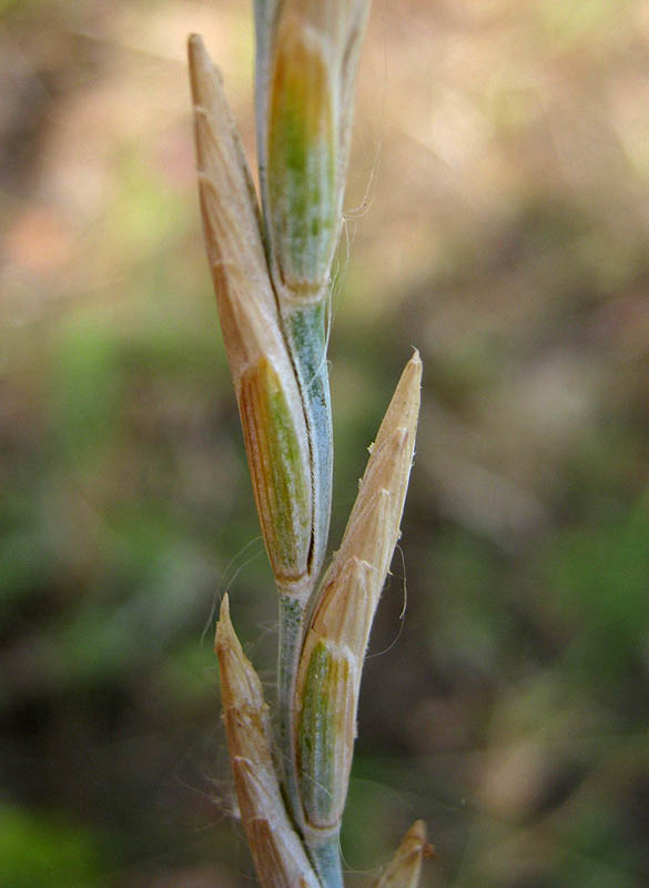 Image of Elytrigia intermedia specimen.