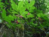 Euonymus latifolius