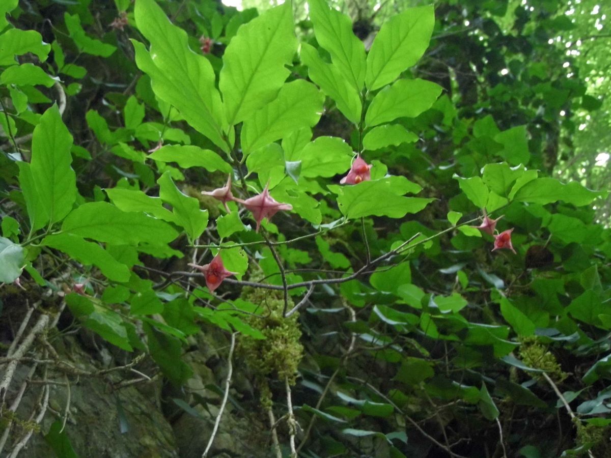 Изображение особи Euonymus latifolius.