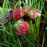 Fragaria viridis