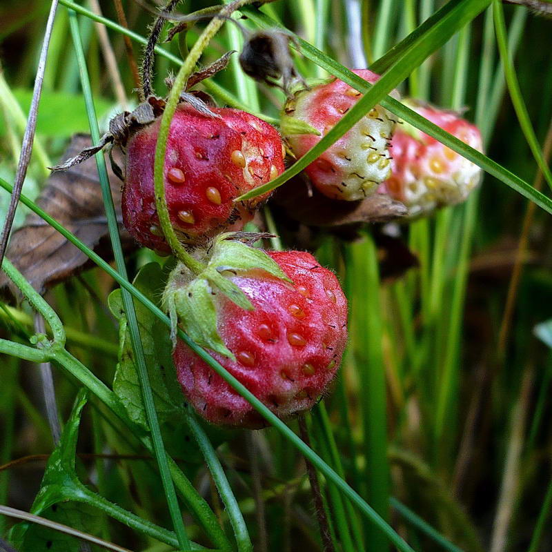 Изображение особи Fragaria viridis.