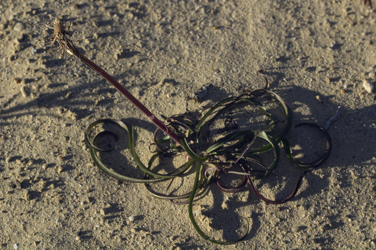 Image of Scorzonera radiata specimen.