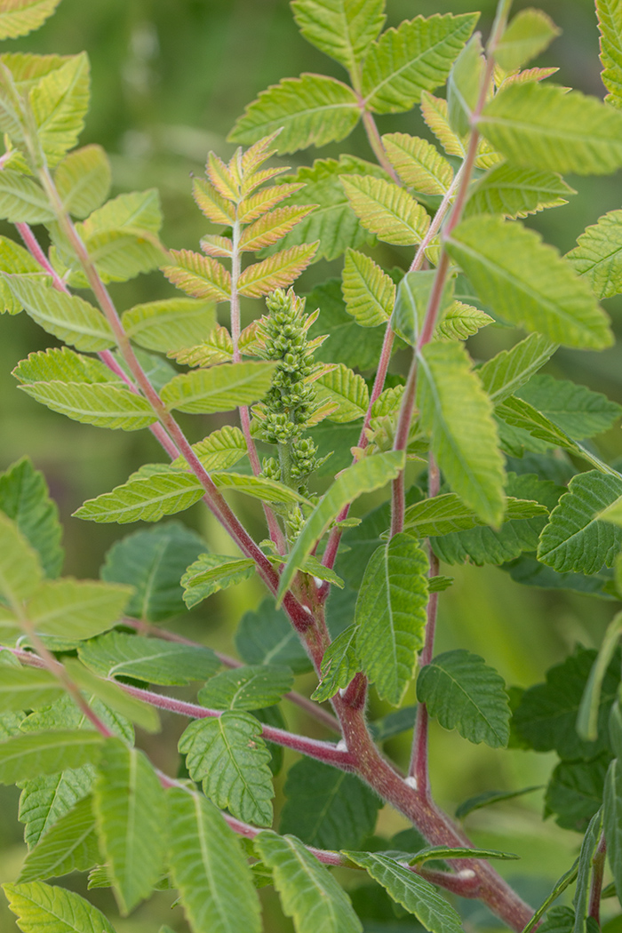 Image of Rhus coriaria specimen.