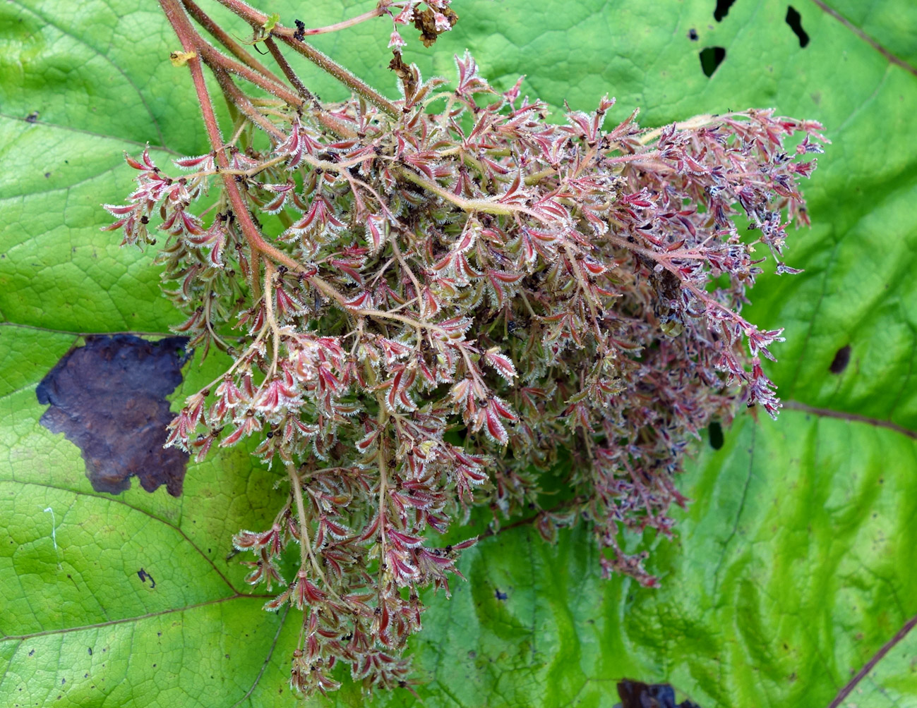 Изображение особи Filipendula camtschatica.