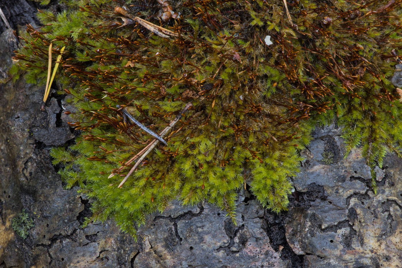 Image of Pylaisia polyantha specimen.