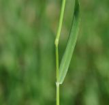 Alopecurus utriculatus