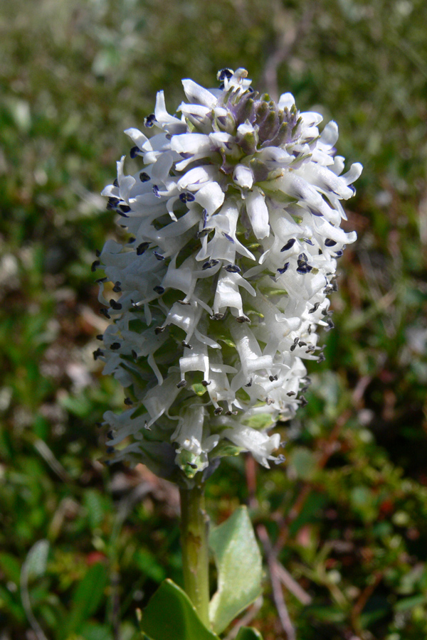 Изображение особи Lagotis uralensis.