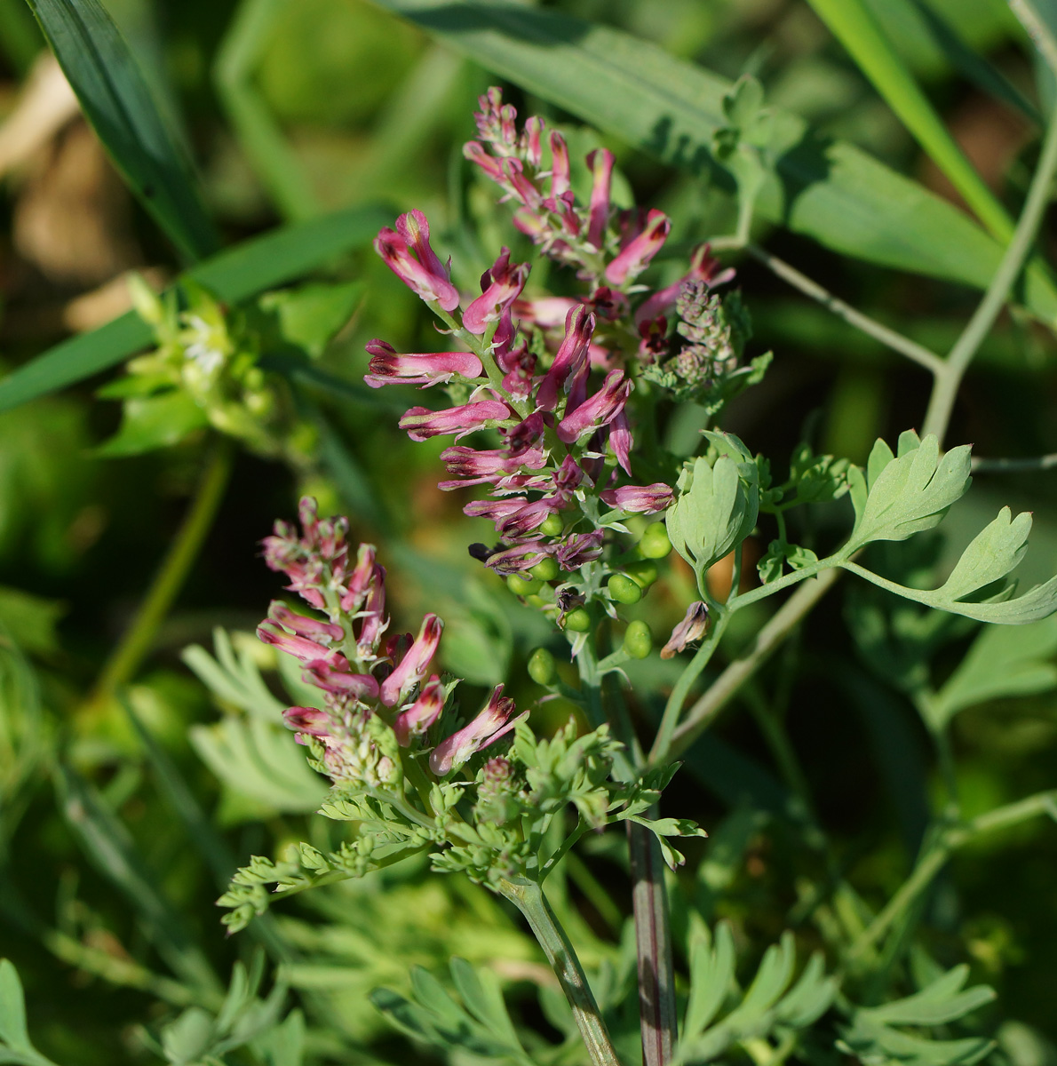 Изображение особи Fumaria officinalis.