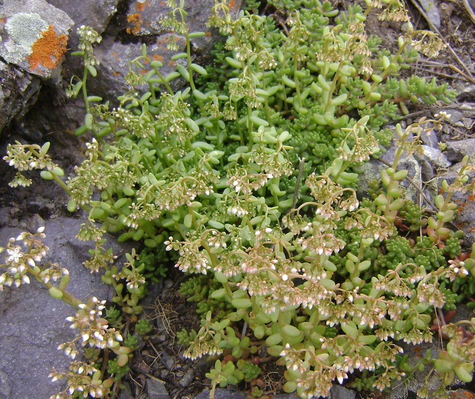 Image of Sedum album specimen.