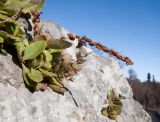 Chiastophyllum oppositifolium. Верхушка плодоносящего растения. Адыгея, Кавказский биосферный заповедник, Фишт-Оштенский массив, ур. Яворова Поляна, ≈ 1600 м н.у.м., на валуне. 01.11.2015.