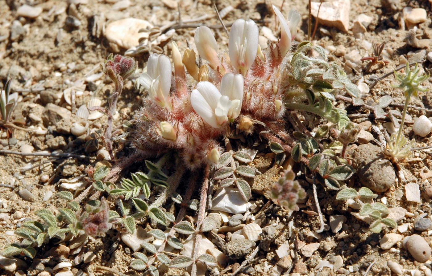 Изображение особи Astragalus scabrisetus.