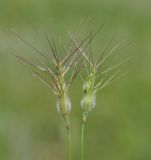 Aegilops geniculata. Верхушки побегов с соцветиями. Республика Кипр, окр. г. Лимасол (Λεμεσός), огороженный земельный участок недалеко от моря. 15.03.2020.